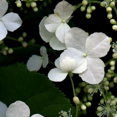 Kletterhortensie 'Petiolaris'