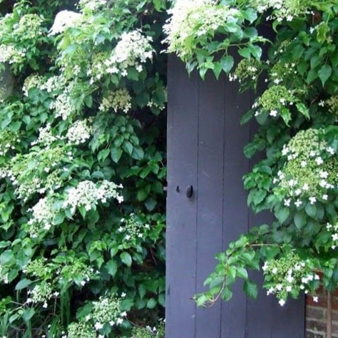 Kletterhortensie 'Petiolaris'