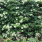 Kletterhortensie 'Petiolaris'