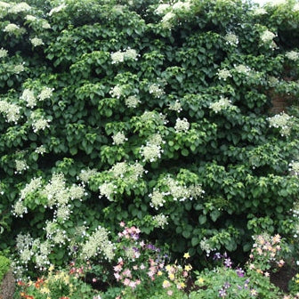 Kletterhortensie 'Petiolaris'