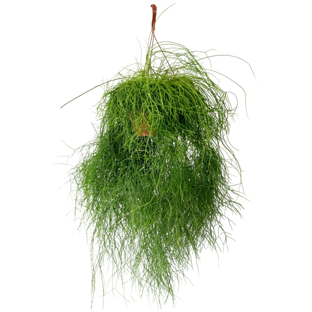 Binsenkaktus Cassutha