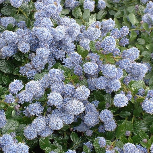 Kriechende Säckelblume