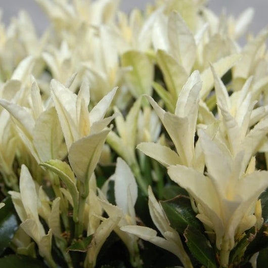 Kriechspindel 'Paloma Blanca'