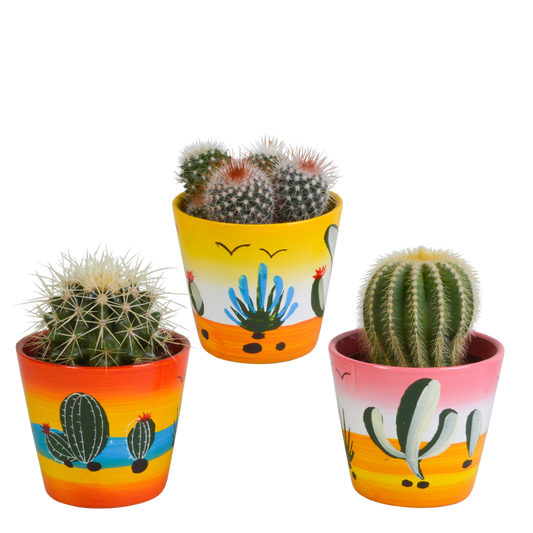 Kugelkaktus Mix 3 Stück im Dekotopf Mexiko-Motiv 8,5 cm Ø