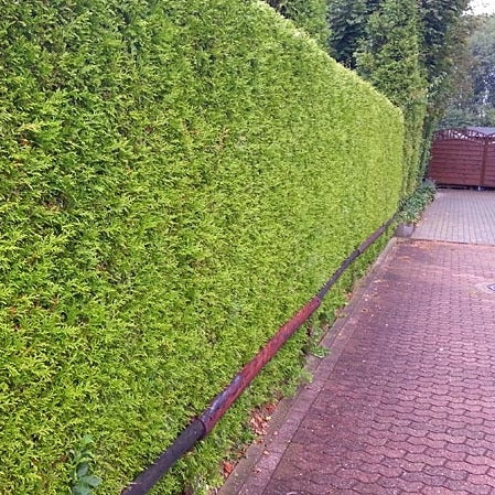 Lebensbaum 'Brabant'