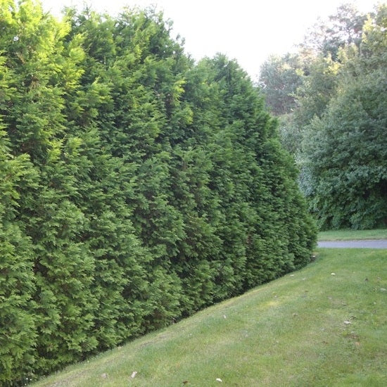 Lebensbaum 'Brabant'