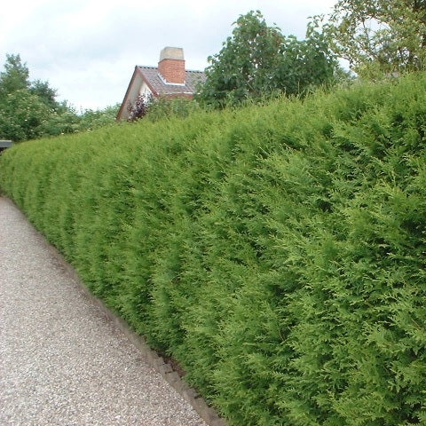 Lebensbaum 'Brabant'