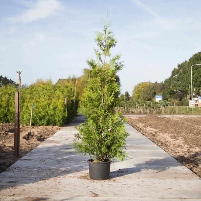 Lebensbaum 'Brabant'