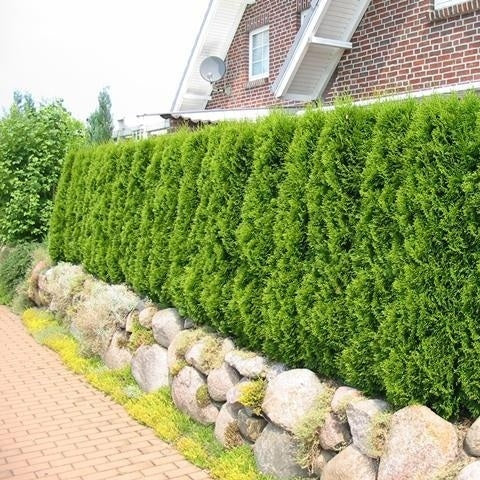 Lebensbaum 'Smaragd'