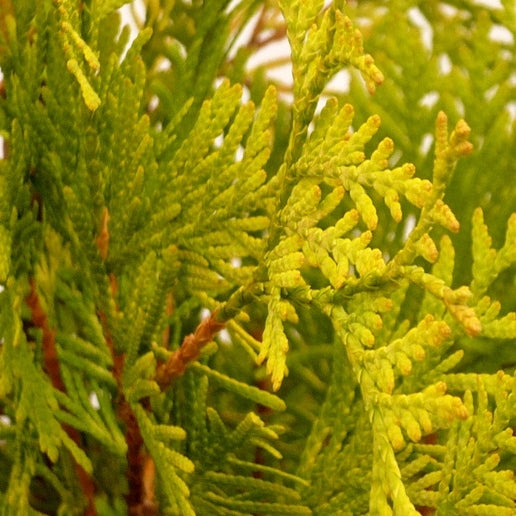 Lebensbaum 'Yellow Ribbon'