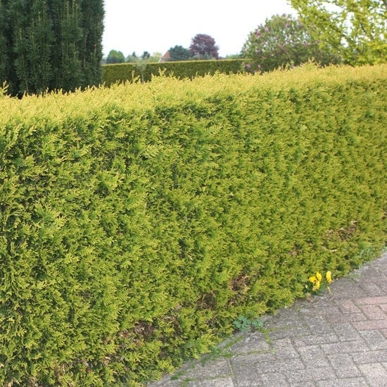 Lebensbaum 'Yellow Ribbon'