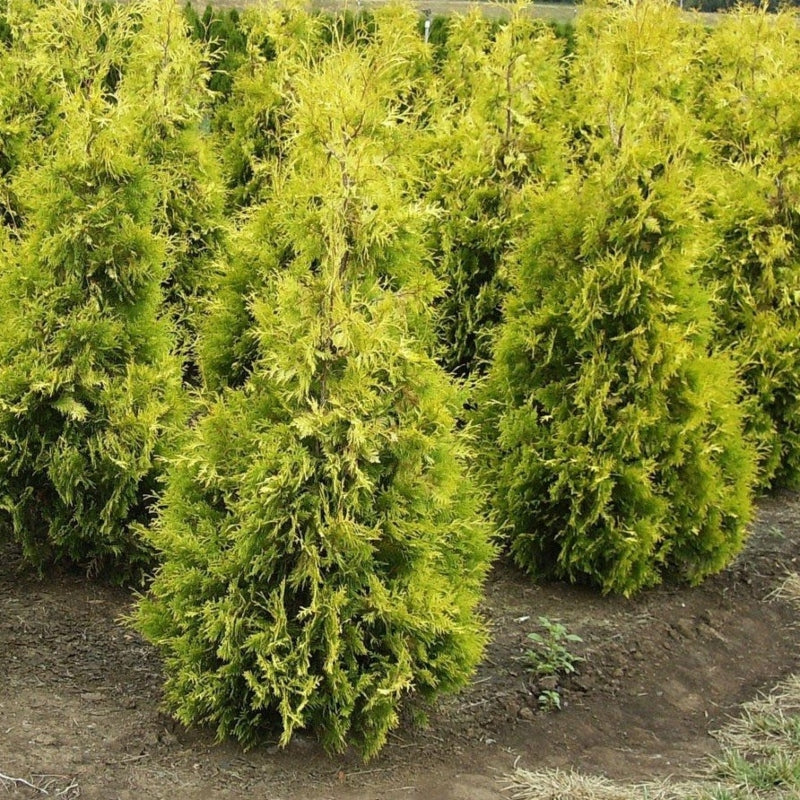 Lebensbaum 'Yellow Ribbon'