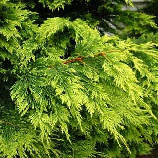 Gelbe Leyland-Zypresse 'Castlewellan Gold'