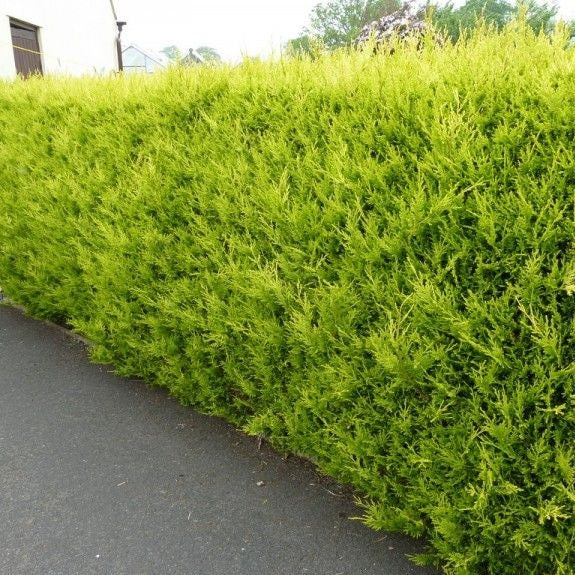 Gelbe Leyland-Zypresse 'Castlewellan Gold'