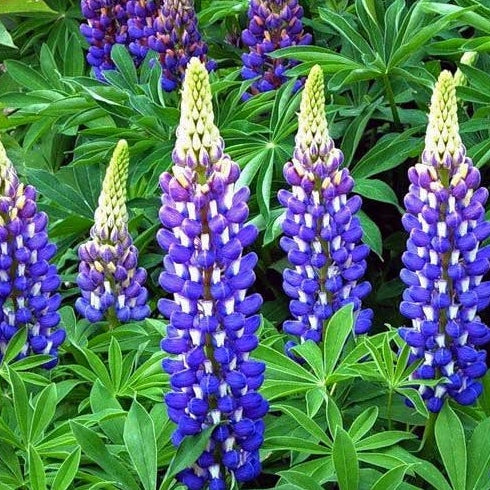 Lupine blau