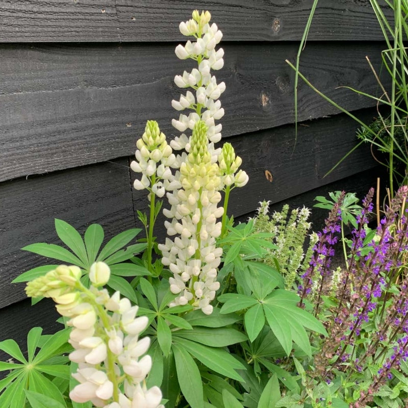 Lupine weiß