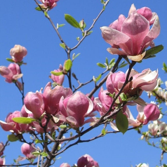 Magnolie soulangeana