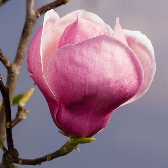 Magnolie soulangeana
