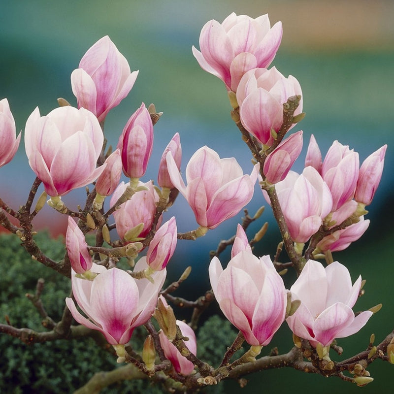 Magnolie soulangeana