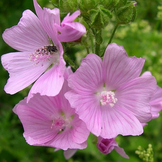 Moschus-Malve rosa