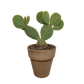 Opuntia Microdasys im Dekotopf grau, 17 cm Ø