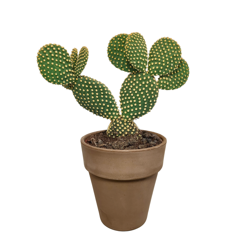 Opuntia Microdasys im Dekotopf grau, 17 cm Ø