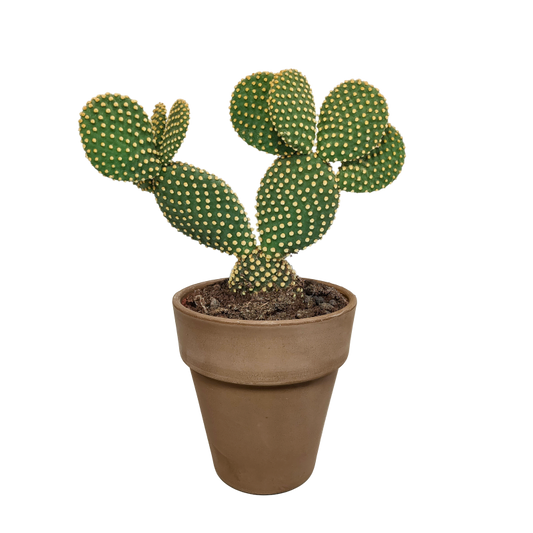 Opuntia Microdasys im Dekotopf grau, 17 cm Ø
