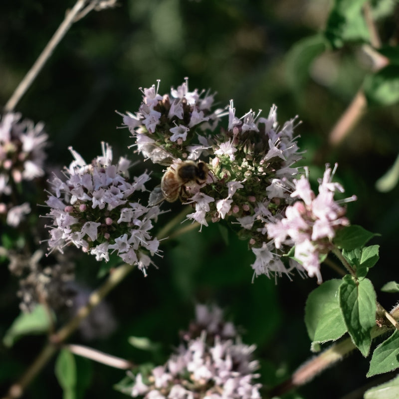 Oregano