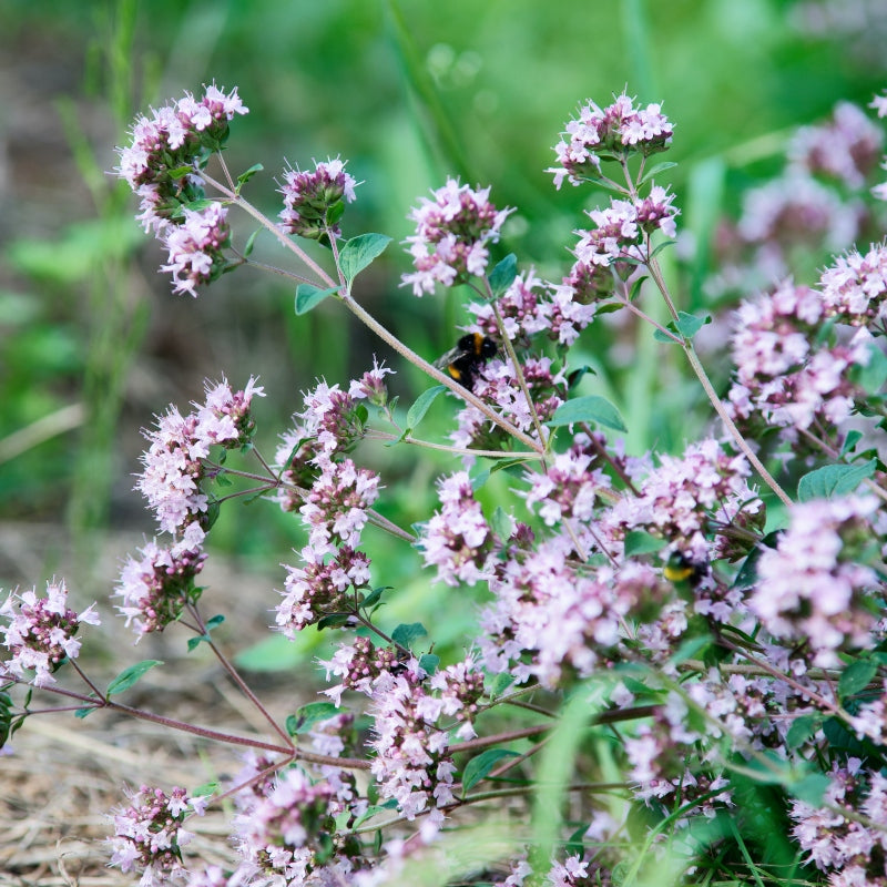 Oregano