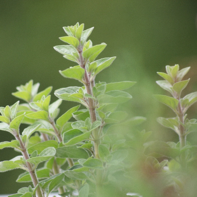 Oregano