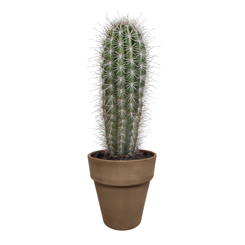 Elefantenkaktus im Dektopf grau 17 cm Ø