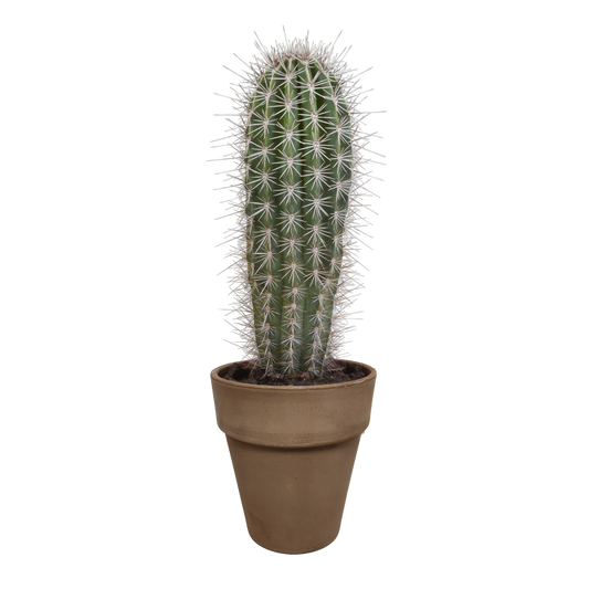 Elefantenkaktus im Dektopf grau 17 cm Ø