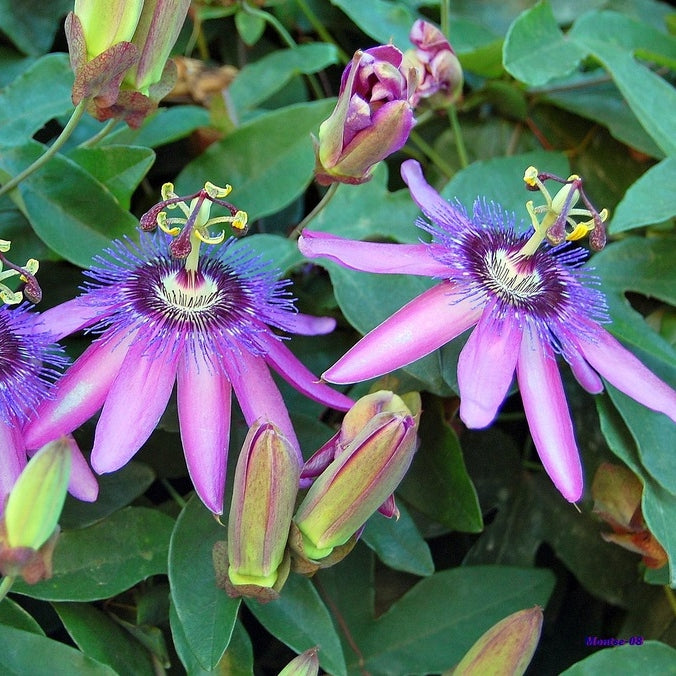 Passionsblume lila-rosa