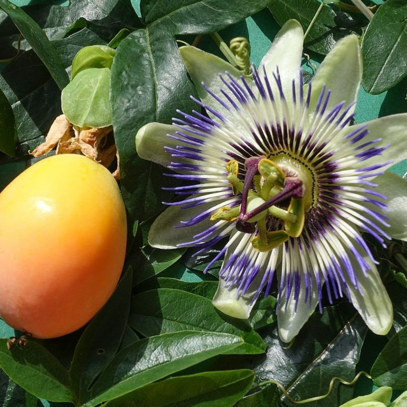 Passionsblume