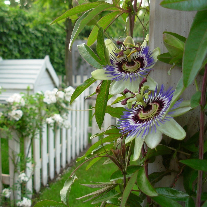 Passionsblume