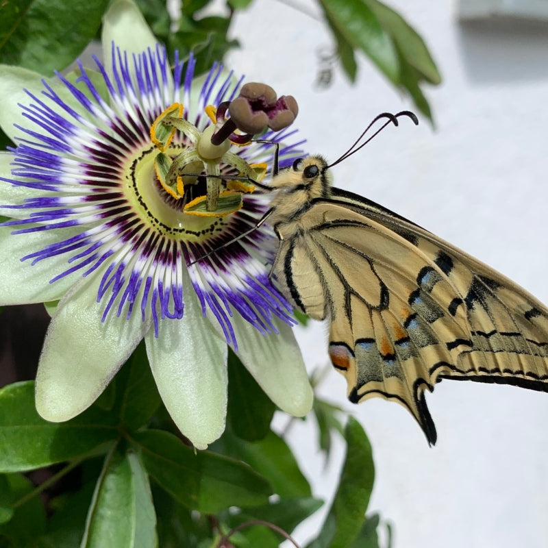 Passionsblume