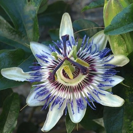 Passionsblume