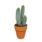 Pilosocereus azureus im Terracotta-Topf 17 cm Ø