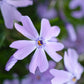 Polster-Phlox blau