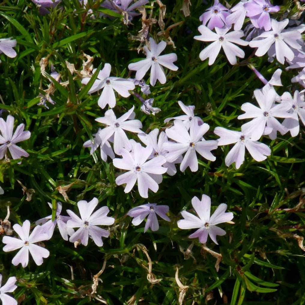 Polster-Phlox weiß