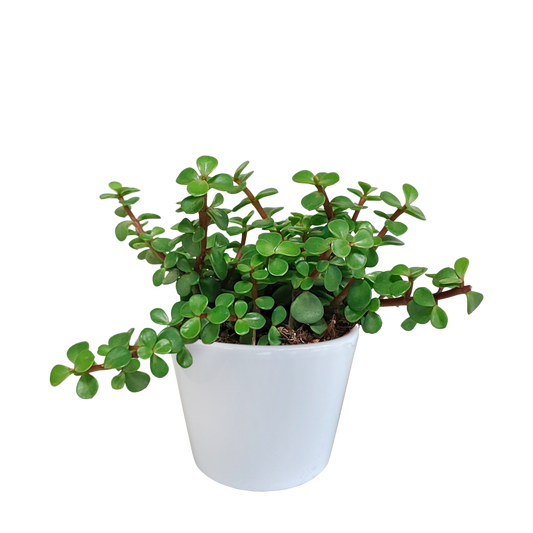 Portulacaria afra grün im Dekotopf weiß 10,5 cm Ø
