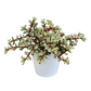 Portulacaria afra 'Variegata' im Dekotopf weiß 10,5 cm Ø