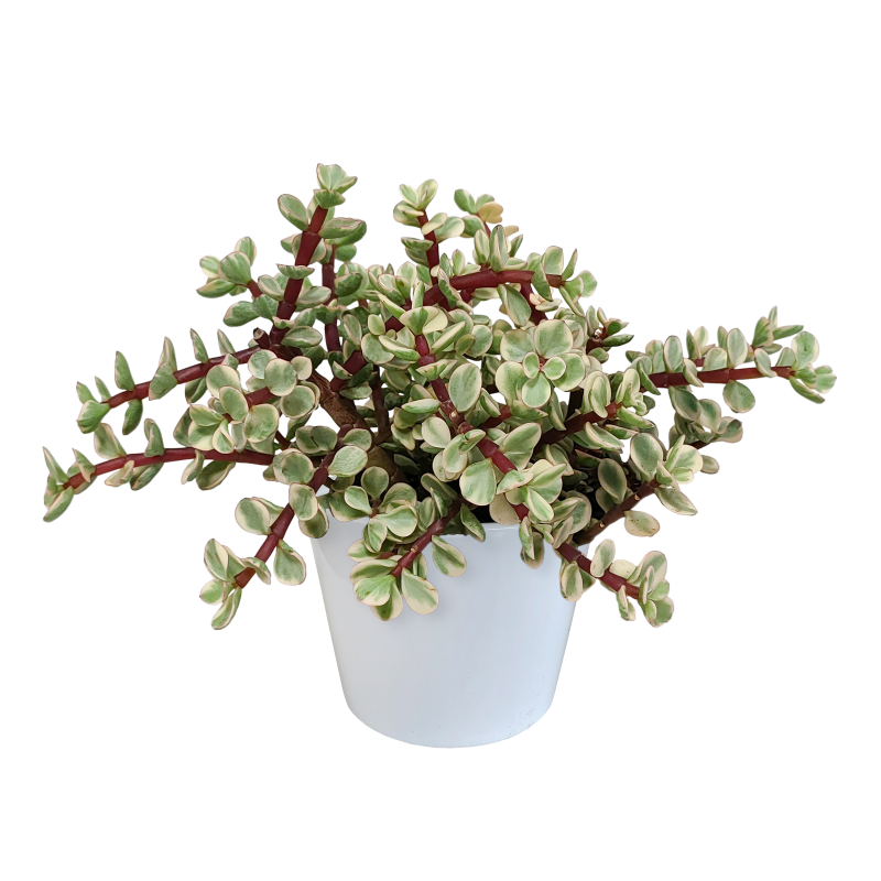 Portulacaria afra 'Variegata' im Dekotopf weiß 10,5 cm Ø