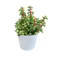 Portulacaria afra 'Variegata mediopicta' im Dekotopf weiß 10,5 cm Ø