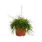 Rhipsalis baccifera 'Oasis' im Topf 12 cm Ø