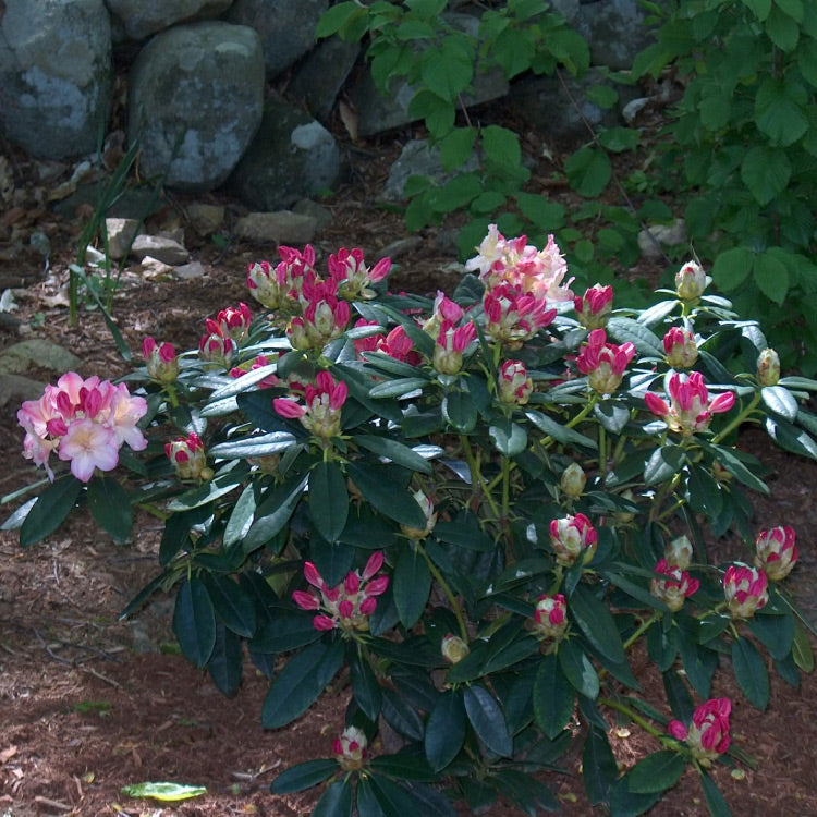 Rhododendron mehrfarbig