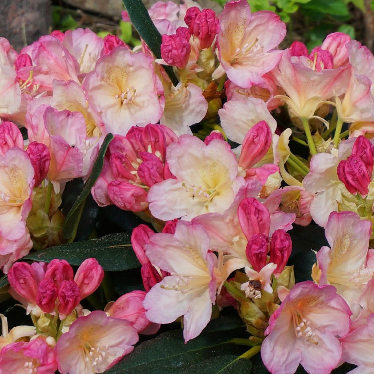Rhododendron mehrfarbig