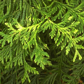 Riesenlebensbaum 'Atrovirens'