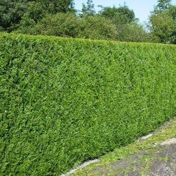 Riesenlebensbaum 'Atrovirens'