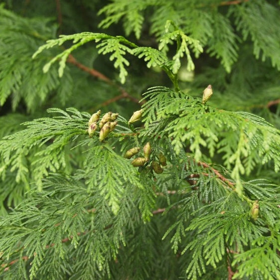 Riesenlebensbaum 'Excelsa'